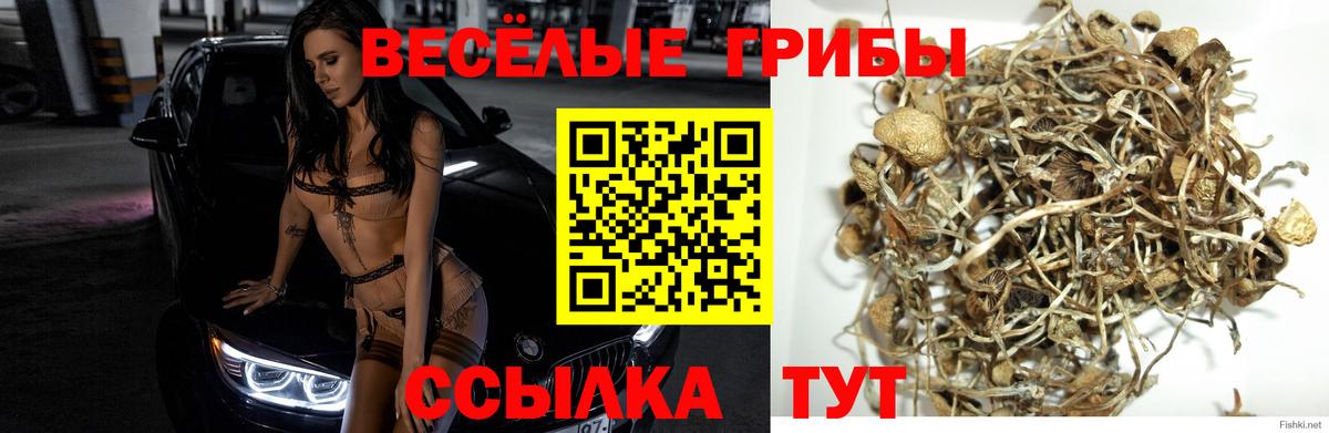 хочу наркоту  Вход с VPN  Армавир  Псилоцибиновые грибы мицелий 